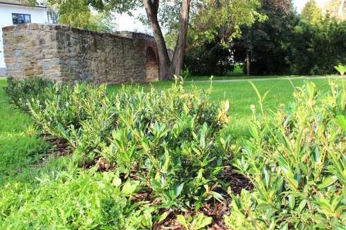 nové keře u Matyášovy brány.JPG