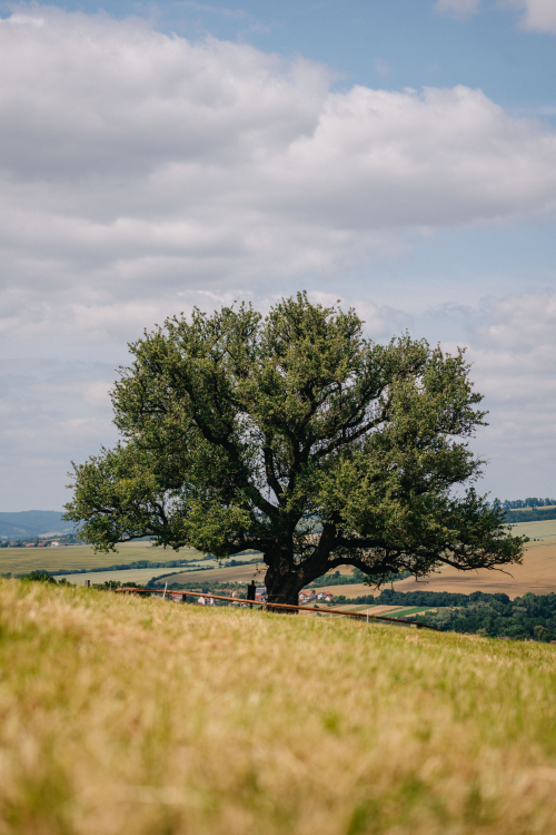 hruška Míkovice.jpg