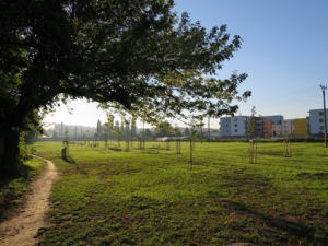 Revitalizace sídelní zeleně města (II)