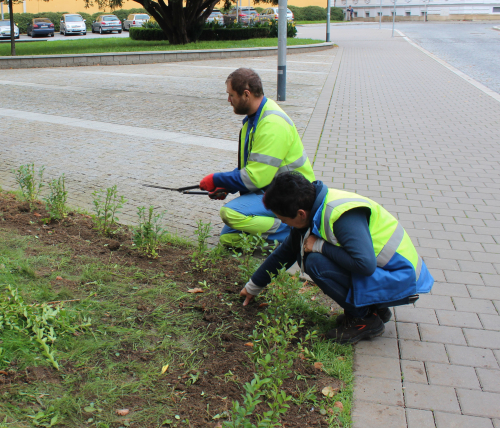 obměna keřů u ZŠ UNESCO.JPG