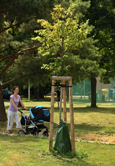 Zavlažování mladých stromů