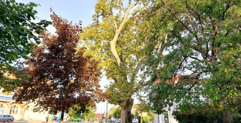 Poškozený památný platan v Jezuitské zahradě prozkoumali znalci
