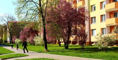 Obnova zeleně ve Štěpnicích