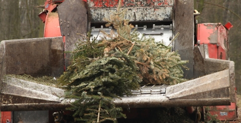 Likvidace vánočních stromků