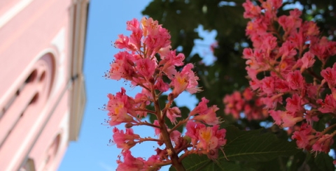Rozkvetlý strom u knihovny
