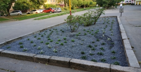 Záhony před Albertem ve Štěpnicích