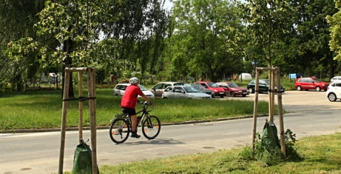 Mladé stromy zavlažuje město pomocí speciálních vaků