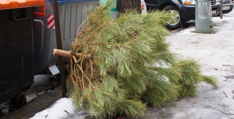 Vyhazování Vánočních stromků