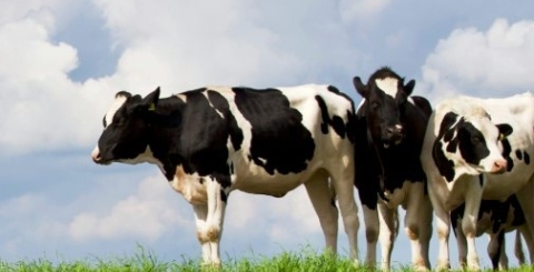 Slintavka a kulhavka - informace