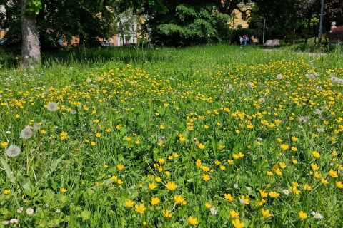 Údržba zelených ploch