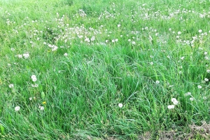 Údržba zelených ploch