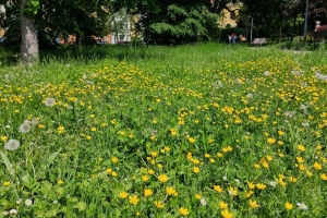 Údržba zelených ploch