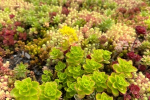 Projekt zelených střech na ZŠ Za Alejí