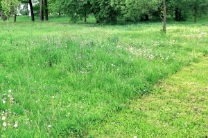 Údržba zelených ploch