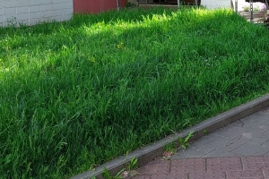 Údržba zelených ploch