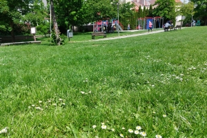 Údržba zelených ploch