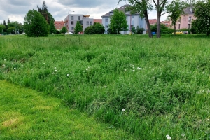 Údržba zelených ploch